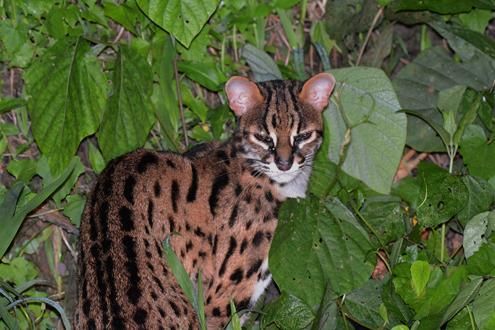 Tabin Wildlife Night Walk