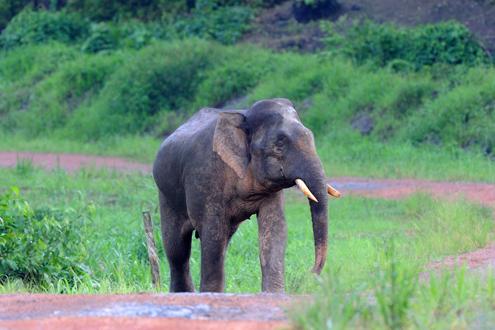 Tabin Wildlife Reserve Day Trek