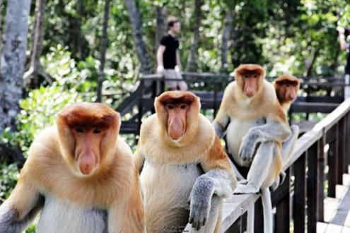 Labuk Bay Proboscis Monkey Sanctuary