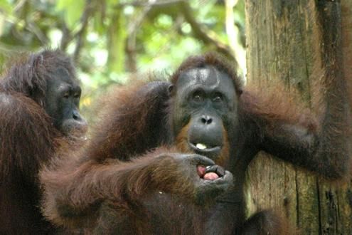 Orang Utan and Sun Bear Conservation Centre