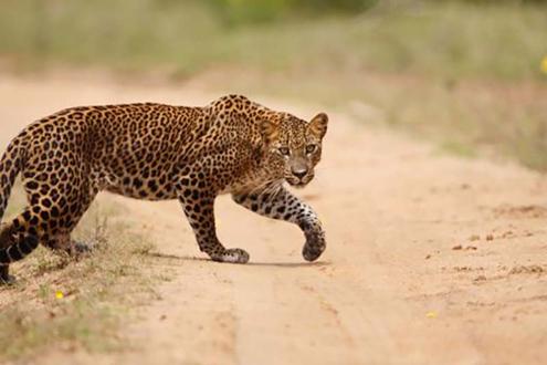 Yala National Park