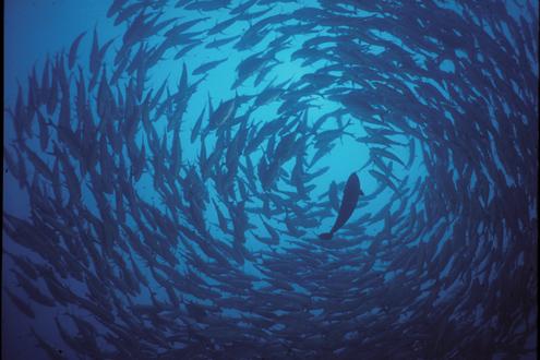 Snorkel and Dive in Komodo National Park