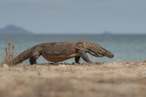 Komodo's Wildlife