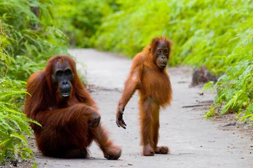 Kalimantan's Rainforest