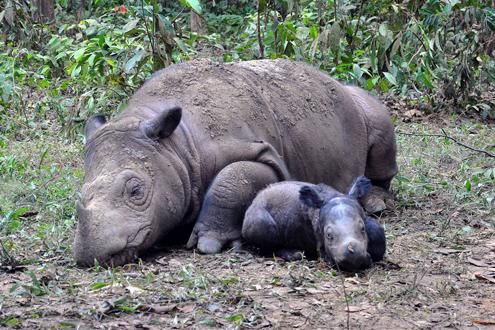 Rhinos, Temples and Volcanoes