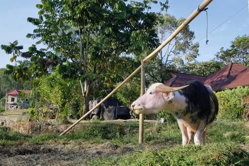 Shopping at a Toraja Market