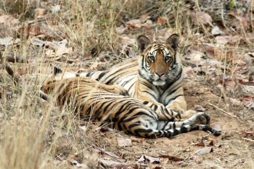 Wildlife and Adventure in Kipling's India 