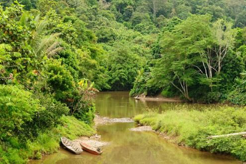 Orangutan's & Dragons in Borneo & Komodo