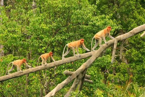 Family Borneo Highlights