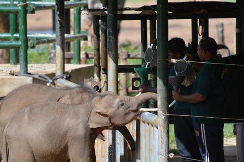 Elephant Transit Camp