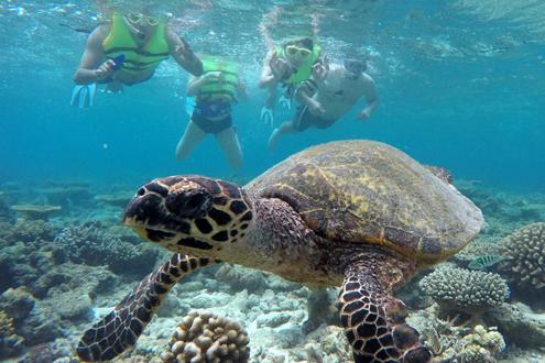 Coral Reef Snorkelling