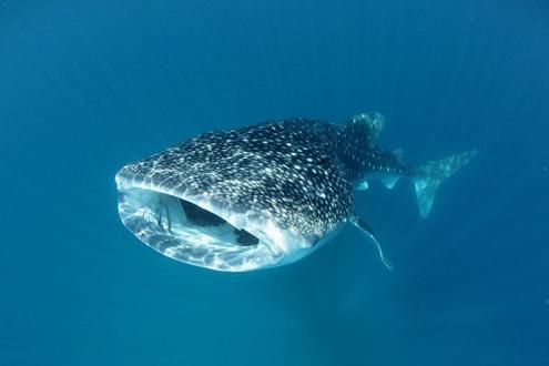 Swim with whalesharks