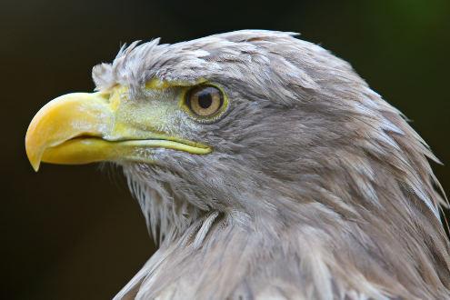 Spot rare birds at the Moeyungyi Wetlands