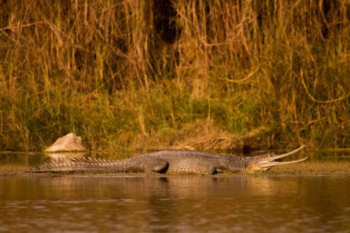 Boat in Katarniaghat Wildlife Sanctuary