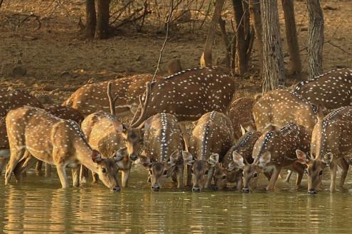 Boat Ride on Kabini Reservoir