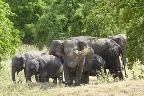 Wasgamuwa National Park