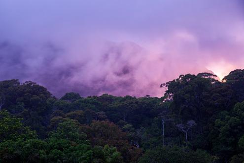 Sinharaja Forest Reserve