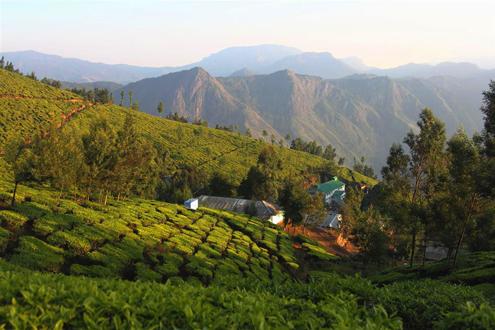 Kolukkumalai Estate