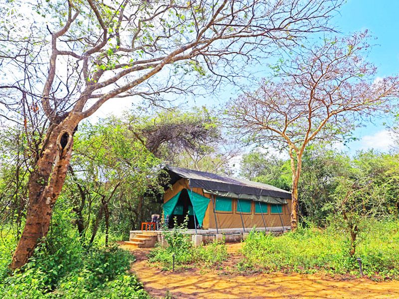 wilpattu safari guest