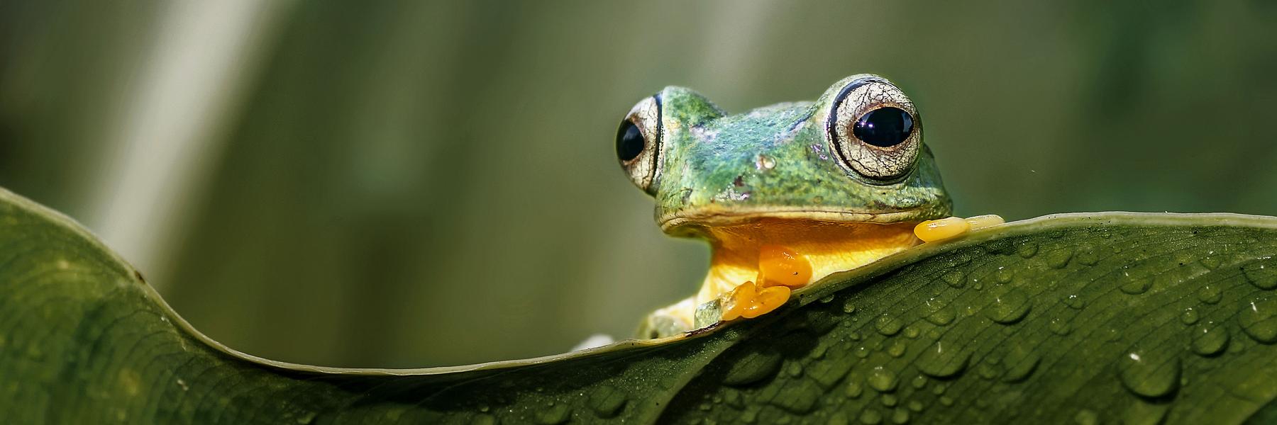 Slow Paced Borneo 