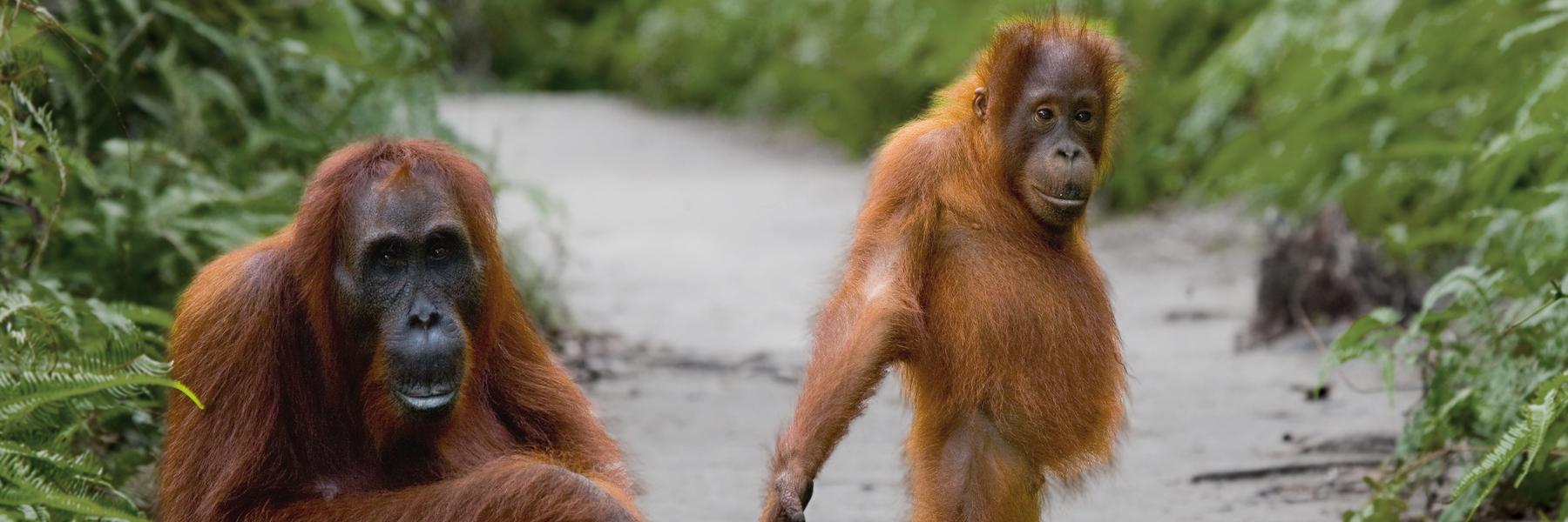 Orangutan's & Dragons in Borneo & Komodo