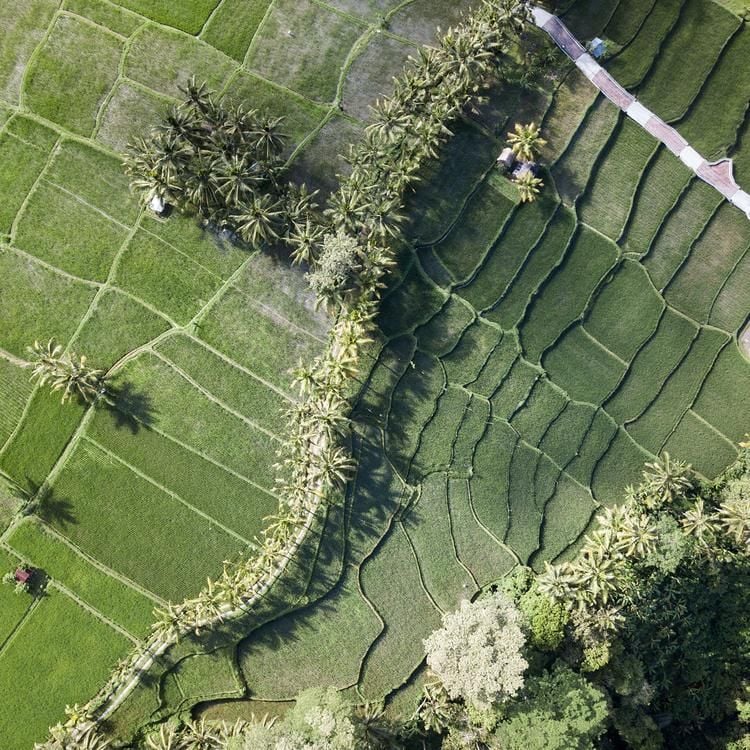 Contrasts of South Sulawesi And Bali 