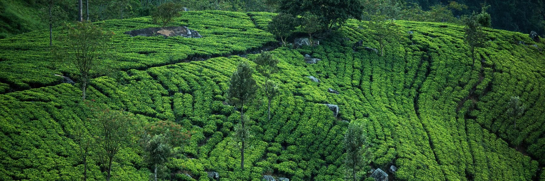 Sri Lanka & The East Coast 