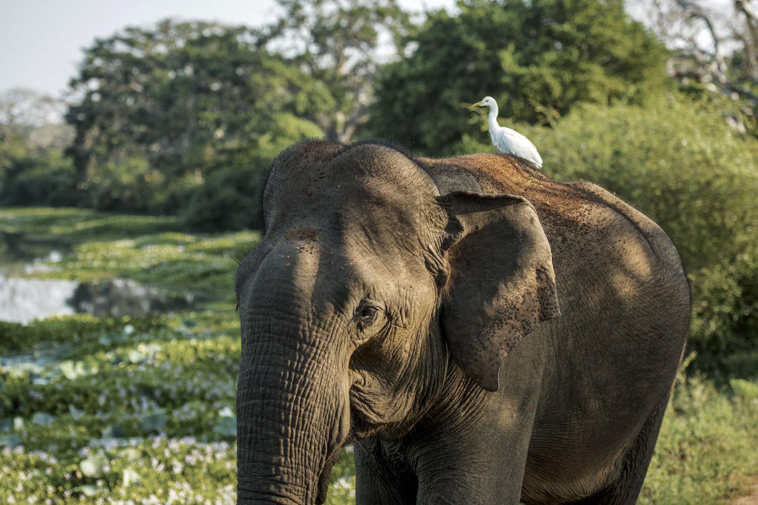 Sri Lanka's Big Mammals