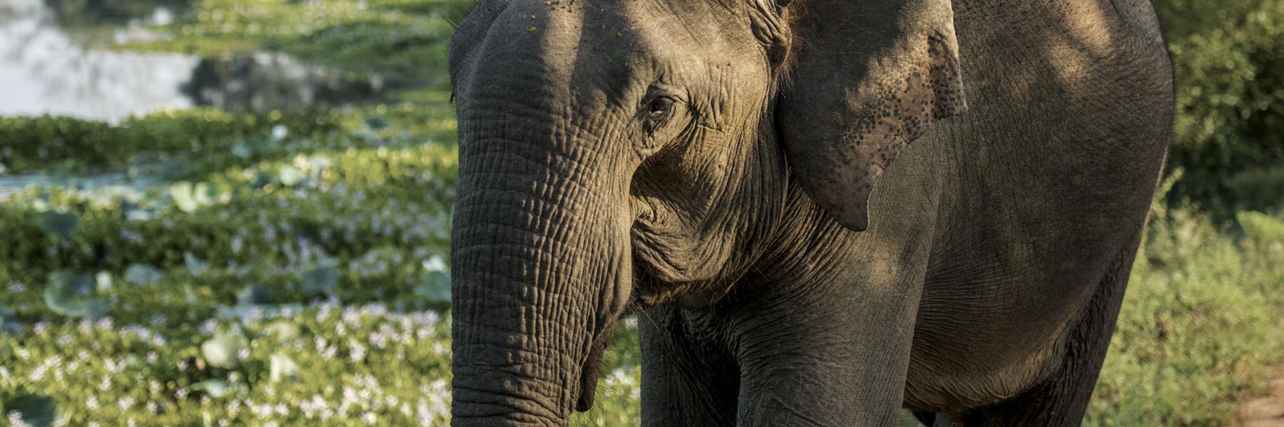 Sri Lanka's Big Mammals