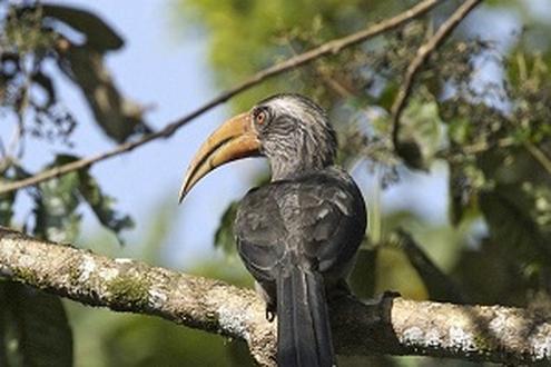 Birds of South India