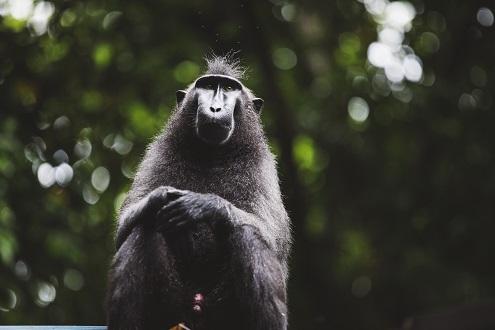 Tangkoko Nature Reserve