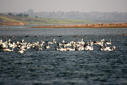 Temples, Ghats & Wildlife 