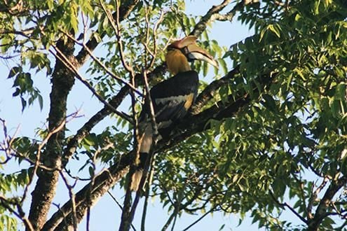 The Birds of Valparai