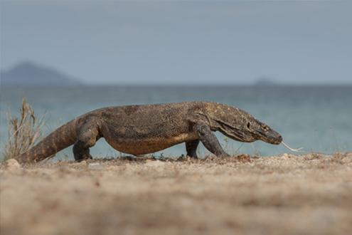 Komodo Exploration