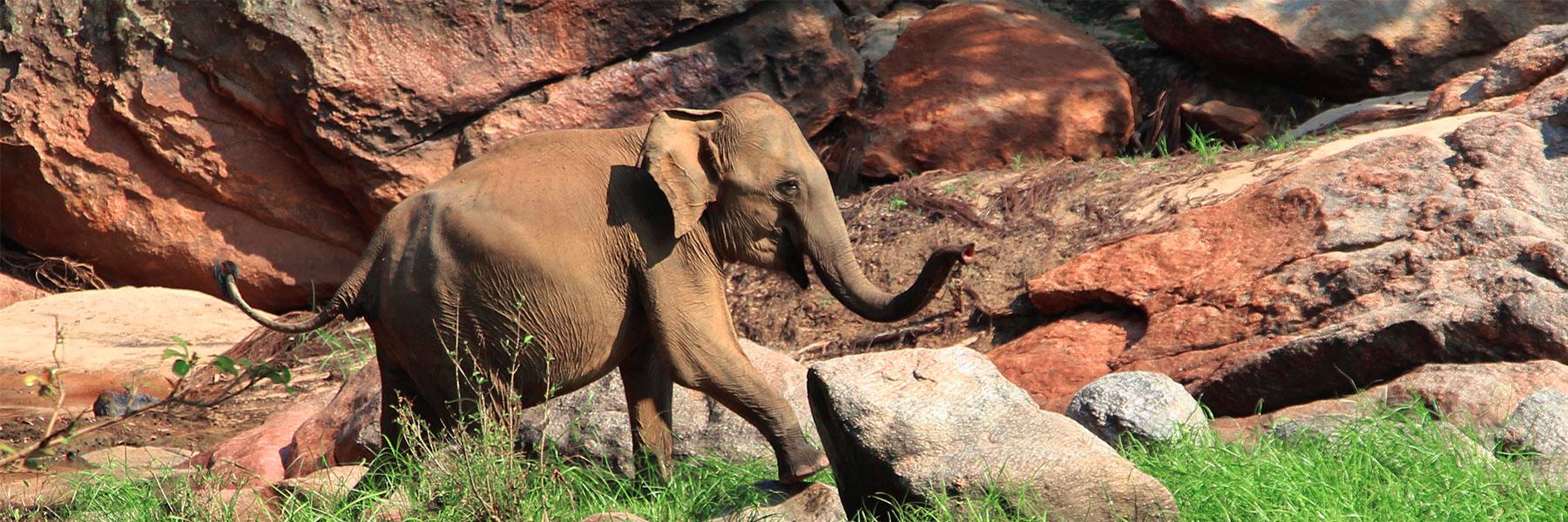 Gal Oya National Park