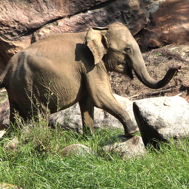 Gal Oya National Park