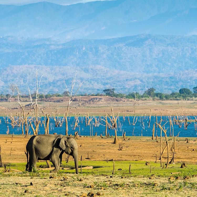 Why Visit Kumana National Park (Yala East)?