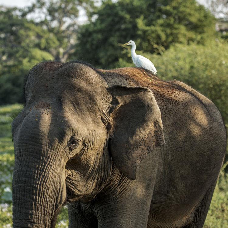 Why Visit Wilpattu National Park?