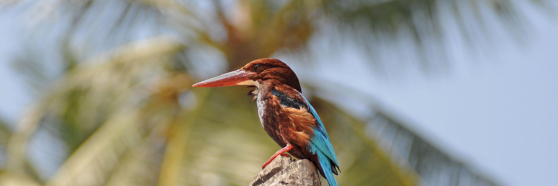 Wildlife & Birding in Kerala
