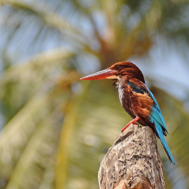 Wildlife & Birding | Kerala | Experience Travel Group