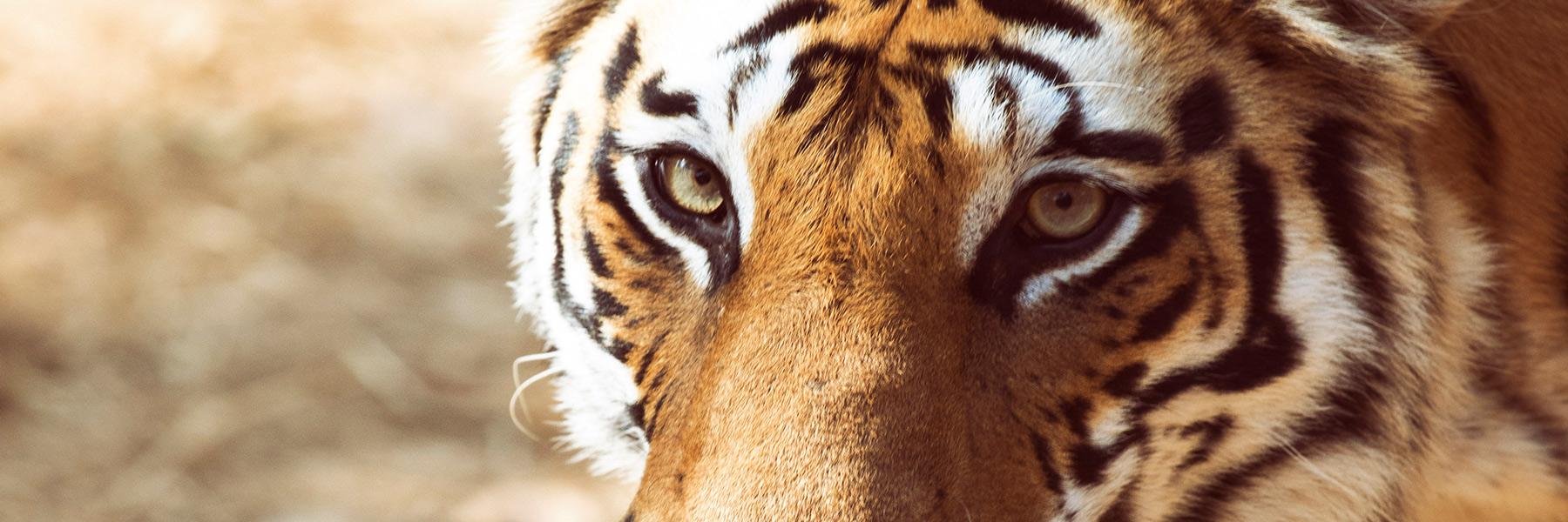 Tigers & Wildlife In India