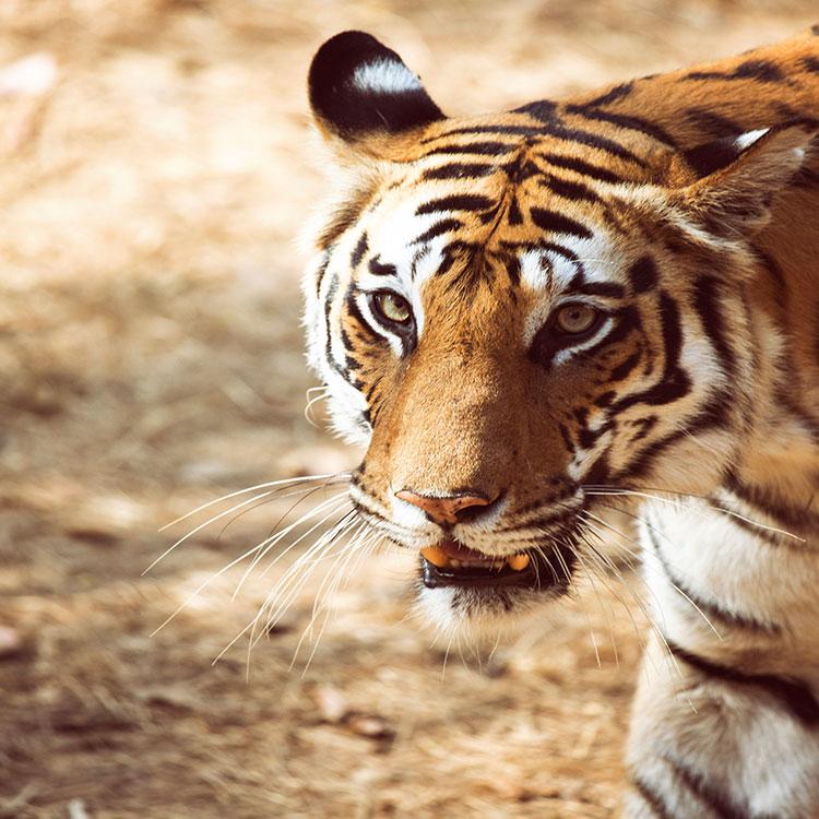 Bandhavgarh National Park