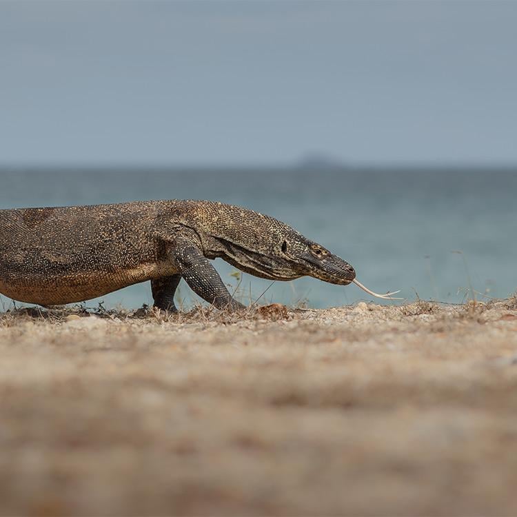 Why Visit Komodo & Rinca?