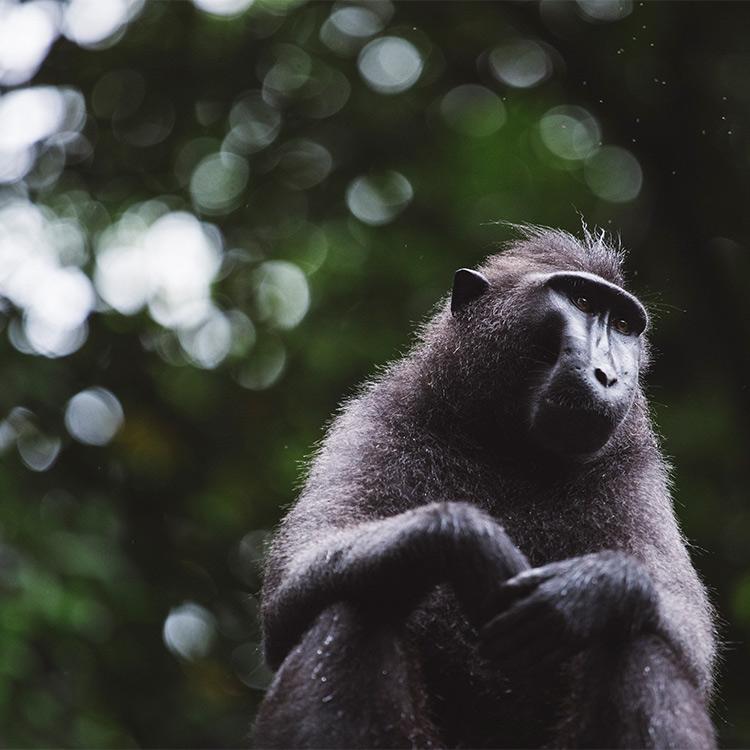 Why Visit Tangkoko National Park?