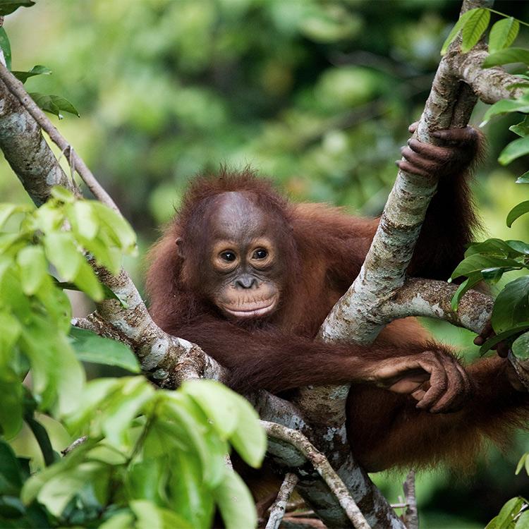Why Visit Sumatra's National Parks/