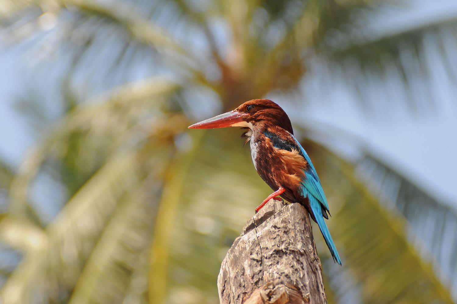Birdlife and Natural Wealth of Sri Lanka