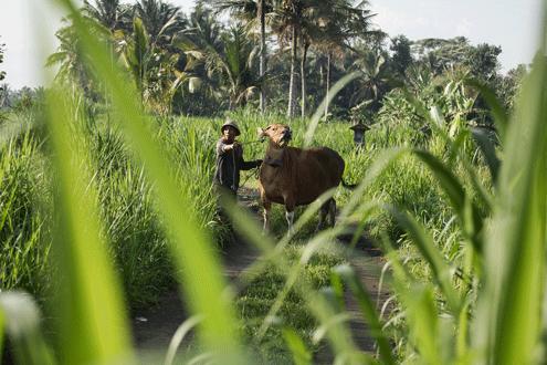 Essential Java and Bali