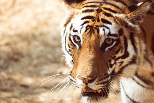 Tigers & Taj: India Highlights