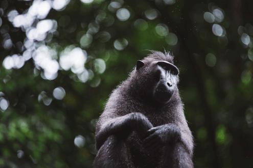 Sulawesi Explorer