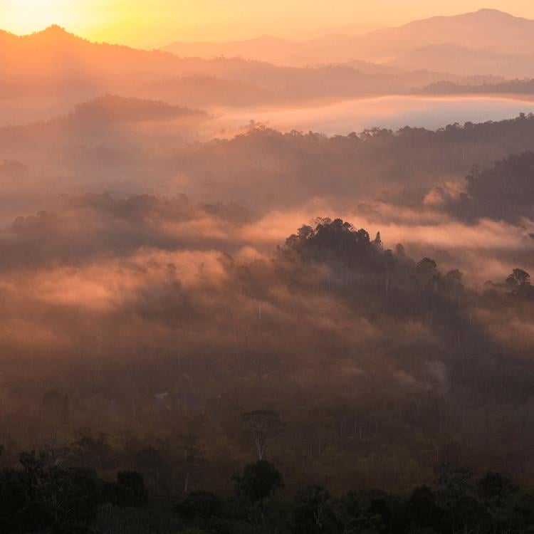 In Depth Borneo Adventure 